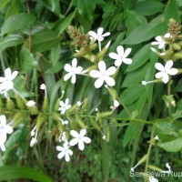 Plumbago zeylanica L.